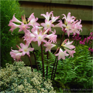 Spring Flowers